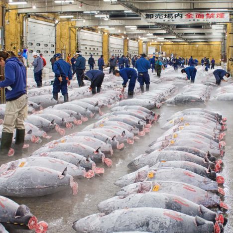 tsukiji-tuna