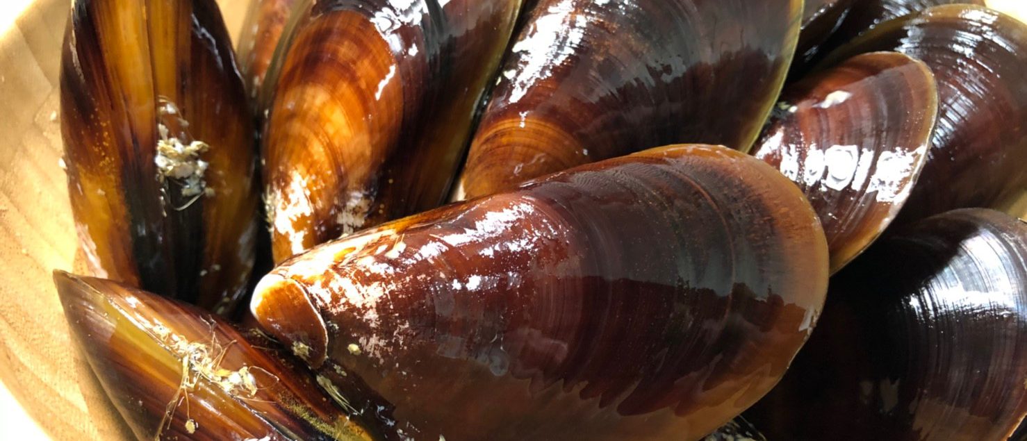 生鮮ムール貝です！これを召し上がればムール貝に対する概念が変わること間違いなしという品質です！カナダより毎週空輸にて配送致します！！