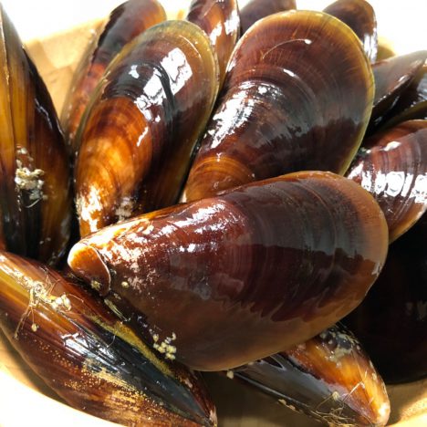 生鮮ムール貝です！これを召し上がればムール貝に対する概念が変わること間違いなしという品質です！カナダより毎週空輸にて配送致します！！